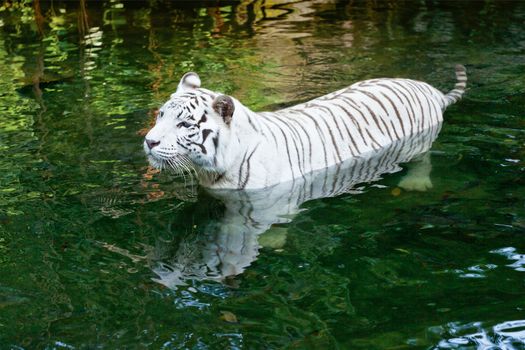 White tiger swimming in river