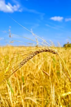 Golden ear of wheat on a background field, blue sky and clouds