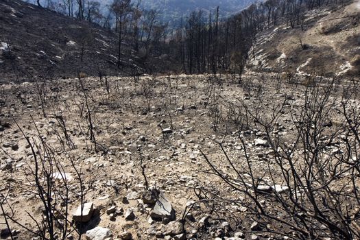 Forest at the Carmel mountain in Israel after fire