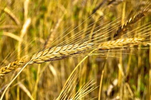 Golden ear of wheat against the background to other ears