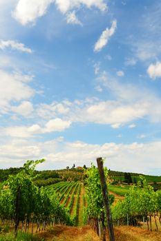 Hill Of Tuscany With Vineyard In The Chianti Region