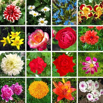 Kaleidoscope of sixteen different and colorful flowers