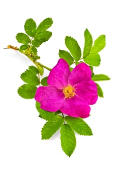 Sprig of rose hips with a flower and green leaves isolated on white background