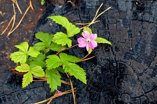 Pink flower that grows on a burnt tree stump