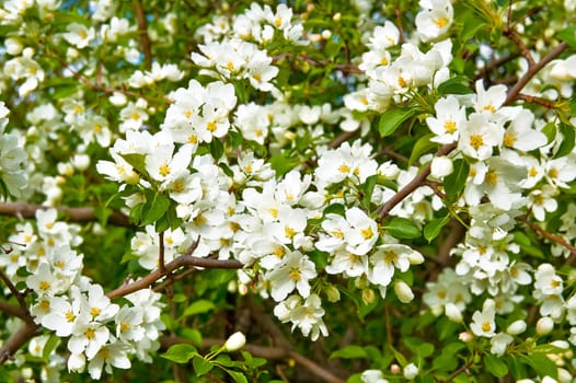 White flowers of apple trees on a background green leaves