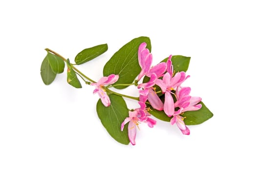 Flowering branch with pink flowers with green leaves on a white background