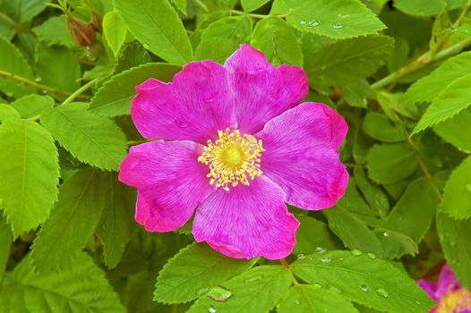 Pink flower wild rose on a background green leaves