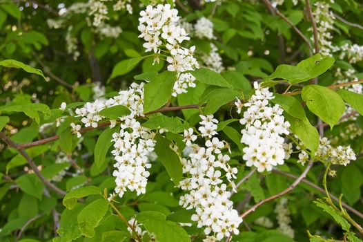 White flowers cherry on a background of green leaves