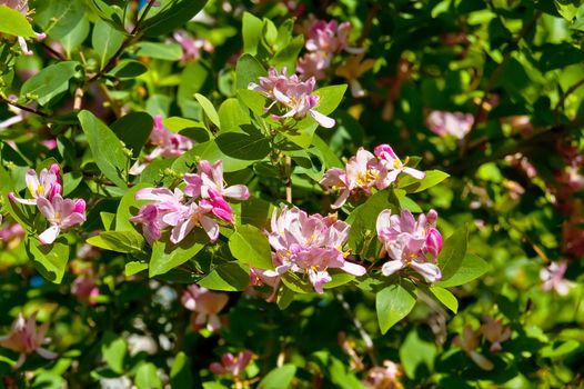 Pink flowers of honeysuckle on a background of green leaves