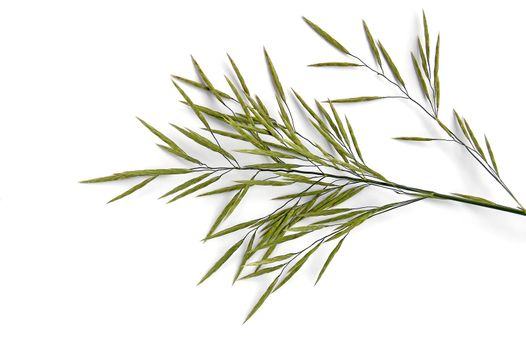 Flowering panicle green weed on a white background