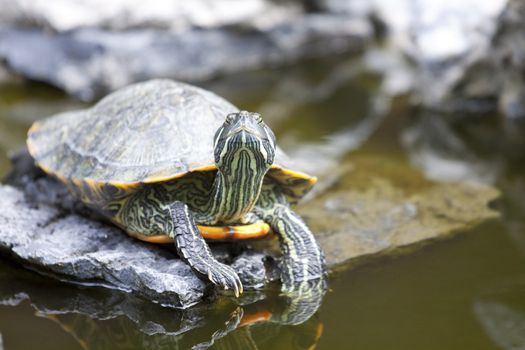 Tortoise on stone