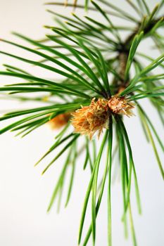 With the onset of spring bloom pine