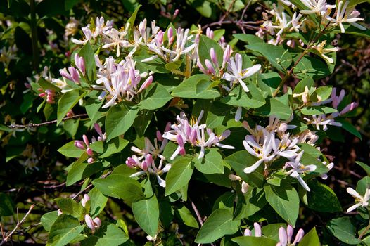 Pink flowers of honeysuckle on a background of green leaves