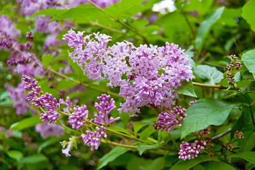 Bud purple lilac on a background of green leaves