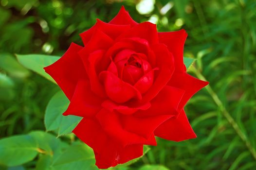 Red rose bud on a background of green leaves