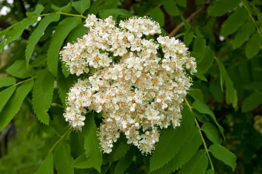 White flowers rowan against the background of green leaves