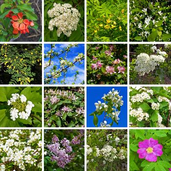 Flowers of acacia, quince, apple, honeysuckle, plum, rowan, viburnum, lilac, hawthorn, wild rose on a background of green leaves and blue sky