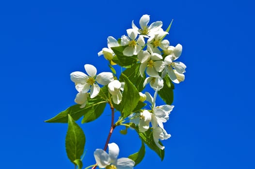 Flowering twig of apple against the blue sky