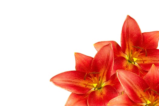 Frame made of orange lilies isolated on white background