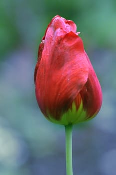 Tulip, close up