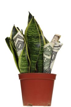 Dollar plant copying the shape of leaf with money bills.
