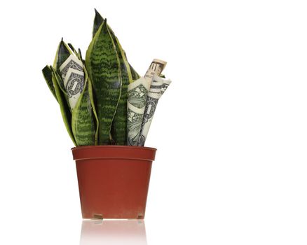 Money maker plant metaphor - concept for investment is growing.