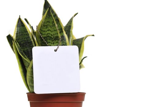 Potted plant isolated in white background with blank white label for your text.