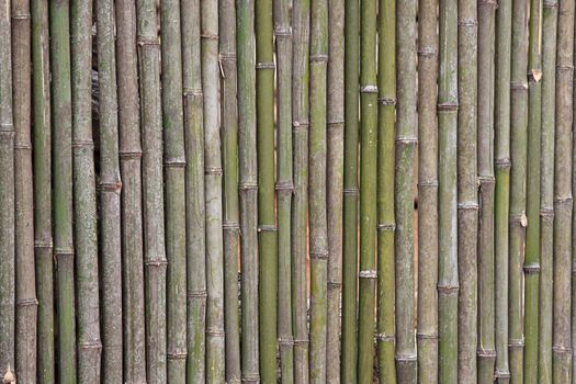 Japanese Bamboo texture - can be use for background.
