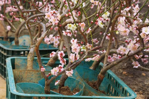 Grafted Cherry Blossom cuttings with flowers during spring.