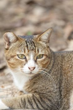 A cat with sharp eyesight