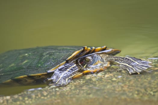 Tortrise in the water