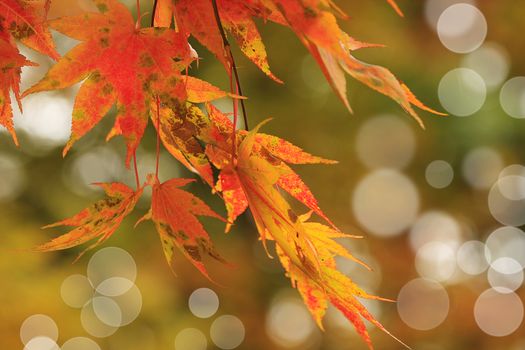 red japanese maple in october  month with nice bokeh background
