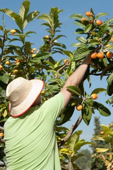 Fruit picker at work during the loquat harvest