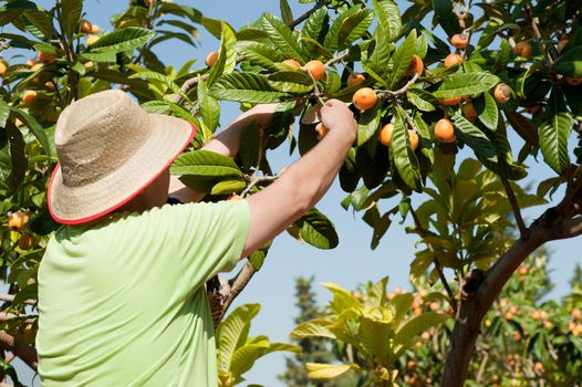 Fruit picker at work during the loquat harvest