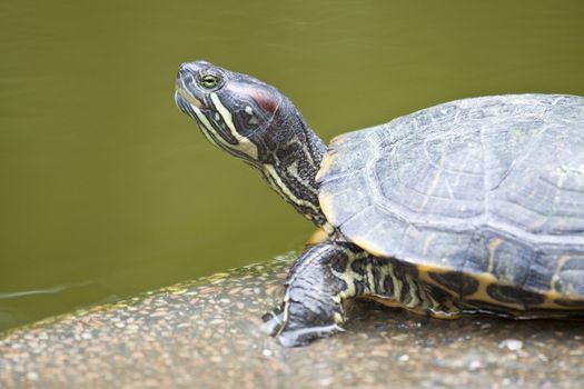 Close-up of a tortoise