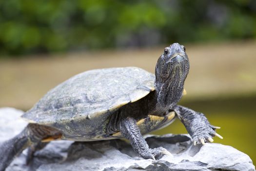 Close-up of a tortoise 