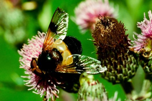 Hover-fly, Volucella pellucens, sucking nectar from thistle flower thereby pollinating the plant.