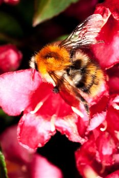 Bumblebee, Bombus agrorum, sucking nectar from red blossoms thereby pollinating the plant in perfect symbiosis.