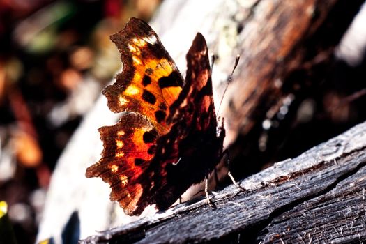 Comma butterfly resting on forest floor showing its partially opened wings.