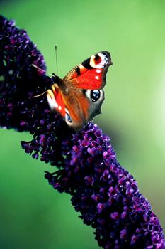 European Peacock, Inachis io, butterfly on buddleia (butterfly bush) blossoms showing upperwings.