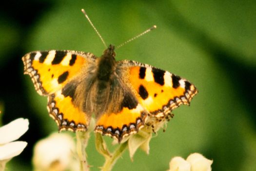 Small Tortoiseshell, Aglais urticae, butterfly on blackberry blossom showing its upperwings.