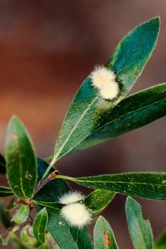 Galls are caused by Gall forming insects. Galls show some characteristics of their host plant.