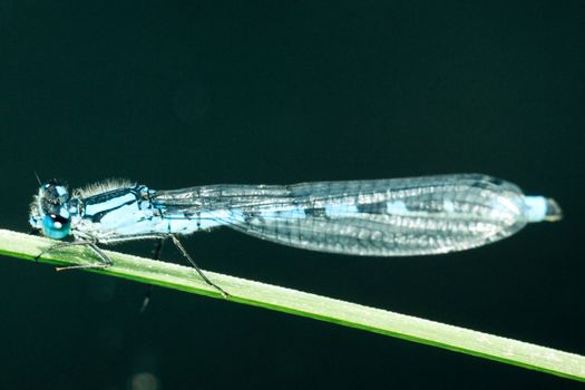 Male azure damselfly, Coenagrion puella, rests on sunny sedge stem from hunting insects for food.