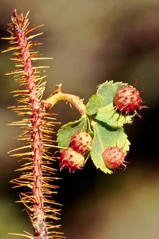 Galls are caused by Gall forming insects. Galls show some characteristics of their host plant.