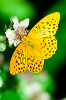 Silver washed Fritilary butterfly on blackberry blossom showing its upperwings.