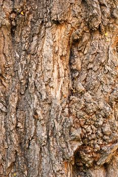 Background of bark of Black Locust, Robinia pseudacacia, closeup.