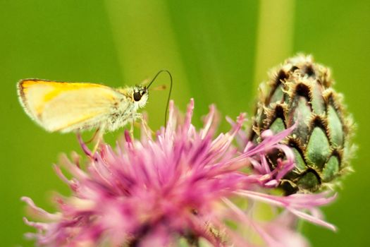 Large Skipper, Ochlodes venatus, butterfly on Brown Knapweed flower sucking nectar.