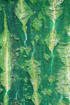 Background of bark of Snakebark Maple or Redvein Maple, Acer rufinerve, closeup.