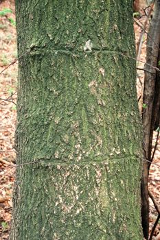 Old rusty barbed wire ingrown in tree trunk.