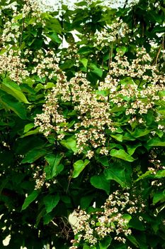 Indian bean tree, Catalpa bignonioides, is also known as catawba, cigar tree, and fish bait tree.